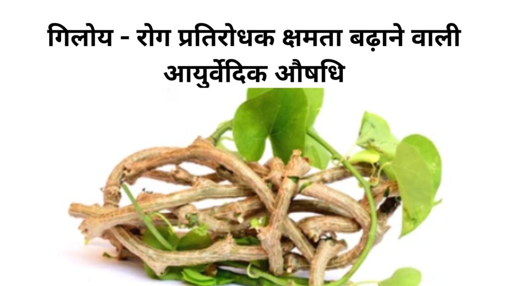 well health tips in hindi wellhealthorganic : गिलोय - रोग प्रतिरोधक क्षमता बढ़ाने वाली आयुर्वेदिक औषधि