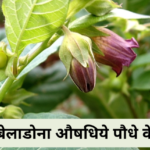 Well Health Organic : बेलाडोना - एक रहस्यमय औषधि और इसके आयुर्वेदिक व होम्योपैथिक लाभ